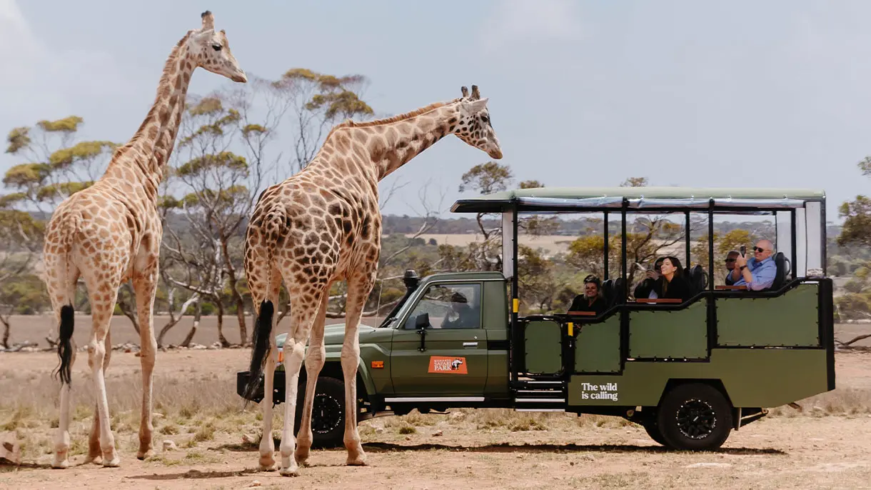Giraffes beside a safari vehicle at Monarto Safari Park, South Australia