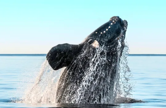Southern Right Whale breaching off Encounter Bay near Victor Harbor, a destination served by SouthRun chauffeur service